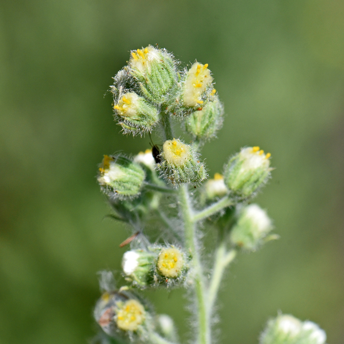 Coulter's Horseweed has a raceme inflorescence and both male and female flowers. A careful examination shows a couple of Aphids likely enjoying the sappy extruding’s of the flowers glands. Laennecia coulteri